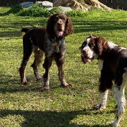 English Springer Spaniels from Petite Ville Springers