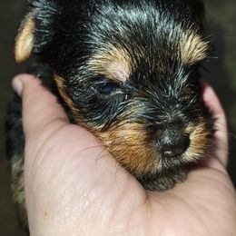 Yorkshire Terriers from Vazquez Yorkies