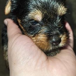 Yorkshire Terriers from Vazquez Yorkies
