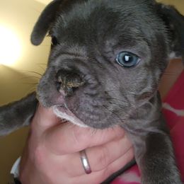 Boy 1 - French Bulldog puppy in Oregon from Gregorio French Bulldogs