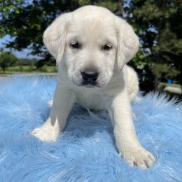 Lightfoot - Yellow Labrador Retriever puppy in Harrison, Arkansas from Brandywine Labradors
