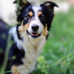 Border Collie Puppies from Bridges Border Collies