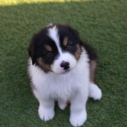 Midnight - Black tri-color male Australian Shepherd puppy in Lakewood, California from Cloud Nine Kennel