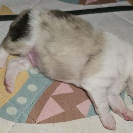 Pomeranian Puppies from Moon Howlers Pomeranians