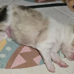 Pomeranian Puppies from Moon Howlers Pomeranians