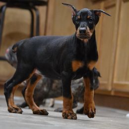 Doberman Pinscher Puppies from Obsidian Kennels