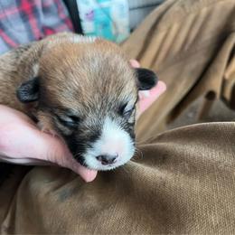 Teddy - Red male Pembroke Welsh Corgi puppy in Grenada, California from California Corgi Butts
