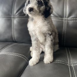 Aussiedoodle and Goldendoodle Puppies from Cuddly Doodles