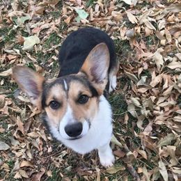 Pembroke Welsh Corgi All Grown Up from Shez First Class Corgis