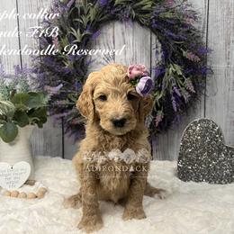 Bernedoodle and Goldendoodle Puppies from Adirondack Poodles Goldendoodles,Bernedoodles & Schnoodles