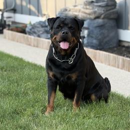 Zana - Rottweiler