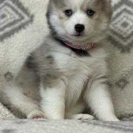 Sophia - Merle female Pomsky puppy in Casa Grande, Arizona from Arizonas Pomsky Squad