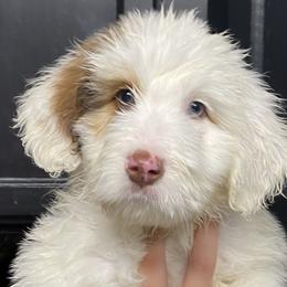 Aussiedoodles from CF Aussiedoodles