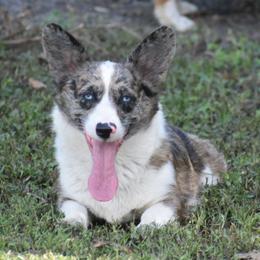 Lizzy - American Corgi