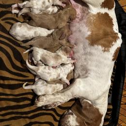 Basset Hound Puppies from Dailey Family Bassett Hounds
