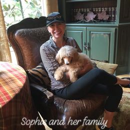 Poodle Puppies from Southern Standards Standard Poodles