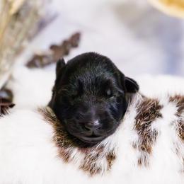 German Shepherd Puppies from Zwinger Vom Rabenauge