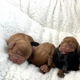 Cavalier King Charles Spaniel puppies from Ohana Cavalier King Charles Spaniels