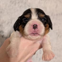 Lulu Rose - Tri-color female Cavalier King Charles Spaniel puppy in Stilwell, Oklahoma from Love Bug Cavaliers
