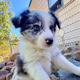 Border Collie puppies from Team Reeves Ranch