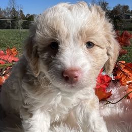 Boy 1 - Aussiedoodle puppy from Salt River Kennels