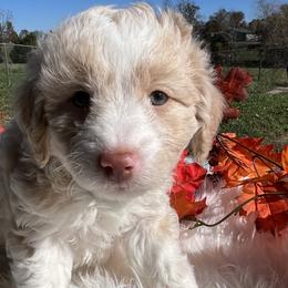 Boy 1 - Aussiedoodle puppy from Salt River Kennels