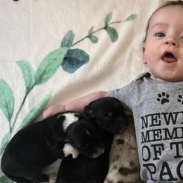 Australian Shepherds from Legendary Canines