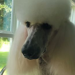 Kacie - Poodle