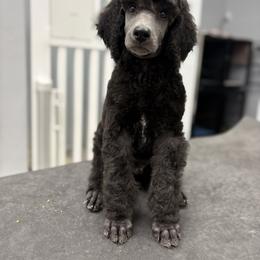Cerberus - Silver male Poodle puppy in Fort Myers Beach, Florida from Posh Poodles & Chinese Cresteds