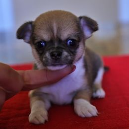 Fawn and white - Fawn and white male Chihuahua puppy in Marcy, New York from Dralion Chihuahuas
