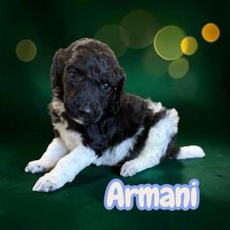 Armani - Parti male Poodle puppy in Port Orange, Florida from Daytona’s Standard Poodles