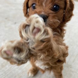 Cavapoo Puppies from Hales Wagging Tails
