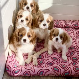 Cavalier King Charles Spaniel Puppies from Bella Fleur Cavaliers
