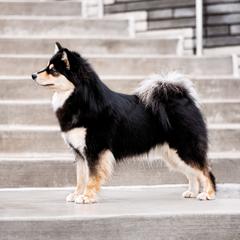 Dot - Finnish Lapphund