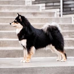 Dot - Finnish Lapphund