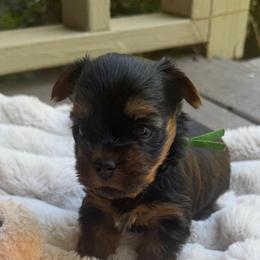 Green - Black and tan male Yorkshire Terrier puppy in Thomasville, Georgia from Southern Belle Yorkies