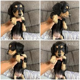 Sparkler - Black and cream female Dachshund puppy in Orem, Utah from Miekca’s Dachshunds