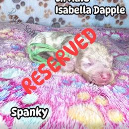 Spanky - Fawn (isabella) and tan male Dachshund puppy in Lufkin, Texas from Paw-some Doxies