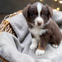 Aspen Anderson - Red tri-color female Australian Shepherd puppy in Statesville, North Carolina from Charming Australian Shepherds