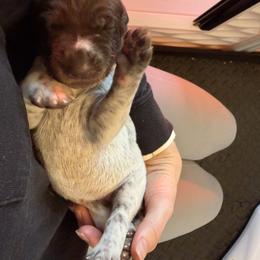 German Shorthaired Pointer Puppies from RED Clay Dogs