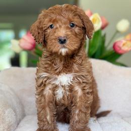 Mitsubishi - Red  male Goldendoodle puppy in Yuciapa, California from AlltheDoodlez_