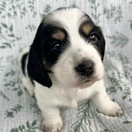 Cha-Cha - Black and cream female Dachshund puppy in Woodburn, Oregon from Primo Dachshunds