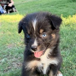Petunia - Black tri-color female Australian Shepherd puppy in Piedmont, Oklahoma from HeartDriven Aussies