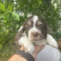 Chloe - Sable female Goldendoodle puppy in Tiverton, Rhode Island from South Shore Goldendoodles