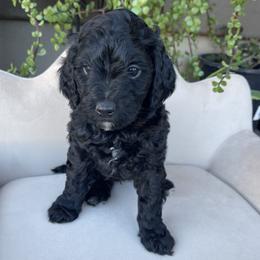 Cypress - Black female Bernedoodle puppy in Superior, Arizona from Mountain Bridge Doodles