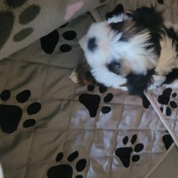 Biewer Terrier Puppies from Hearts n Paws