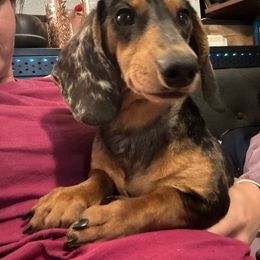 Stormy - Dachshund