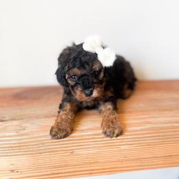 Sapphire - Black & tan female Maltipoo puppy in Huntsville, Texas from Nelson Creek Farms