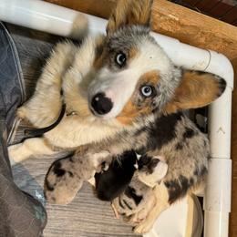 Aurora - American Corgi