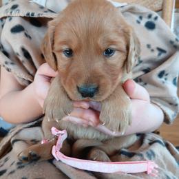 Pink - Dark golden female Golden Retriever puppy in Lanesboro, Minnesota from Eagle Ridge Golden Retrievers